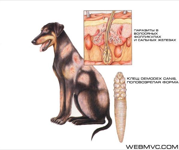 Тромбидиформный клещ Demodex canis