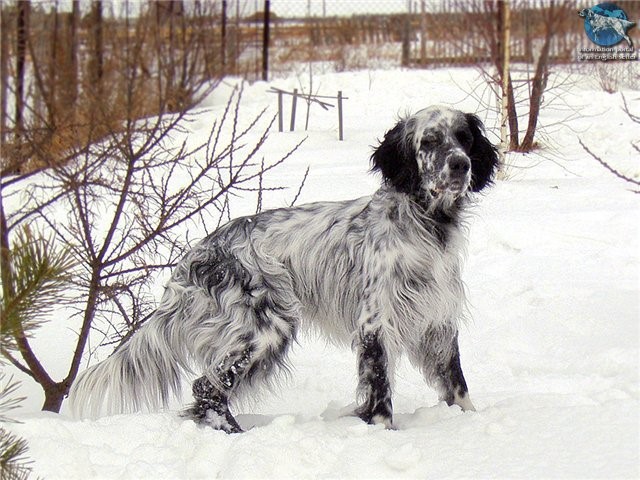 Русский сеттер